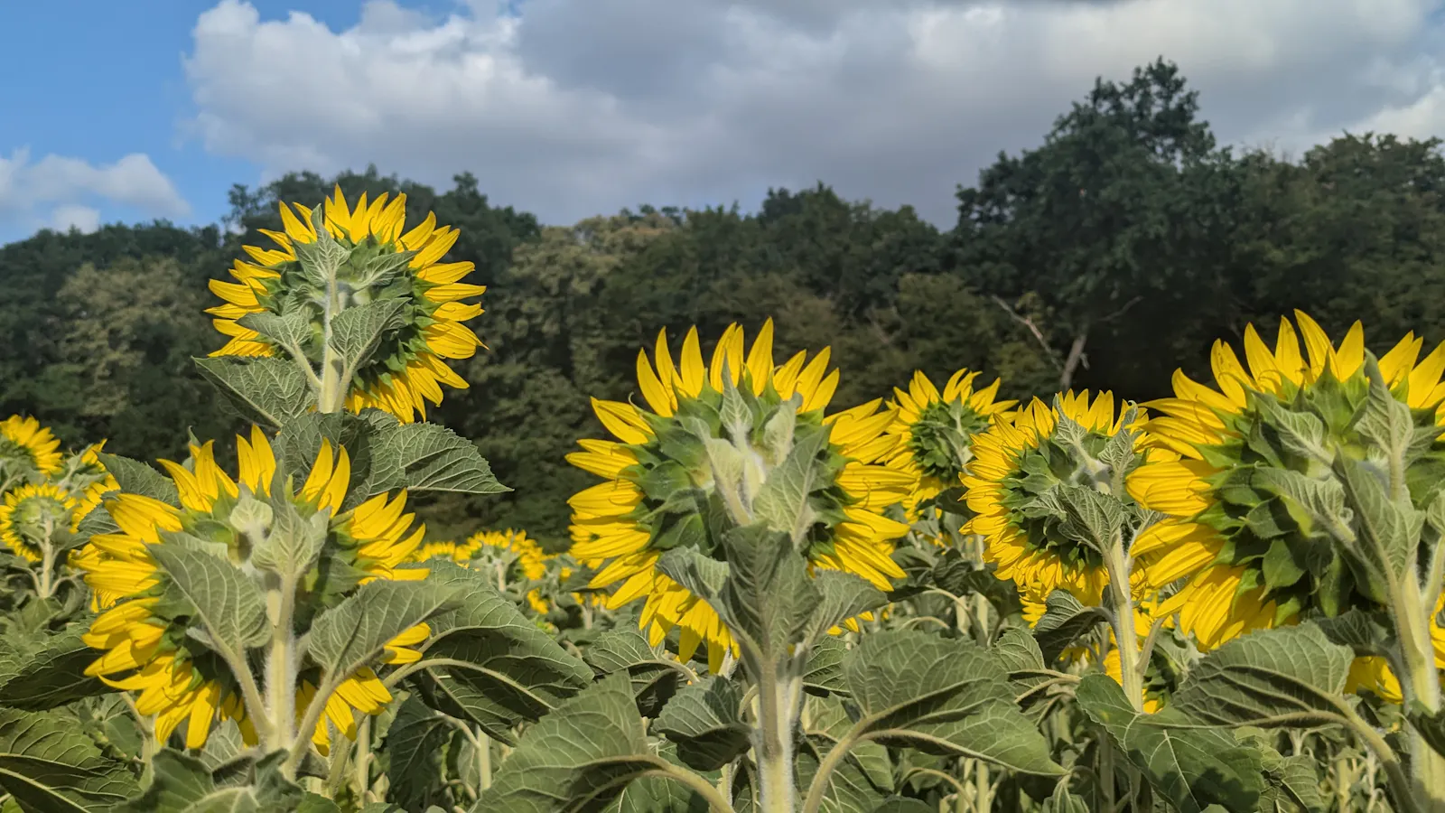 Sonnenblumen zeigen ihre Rückseite, da sie der Sonne zugewandt sind.