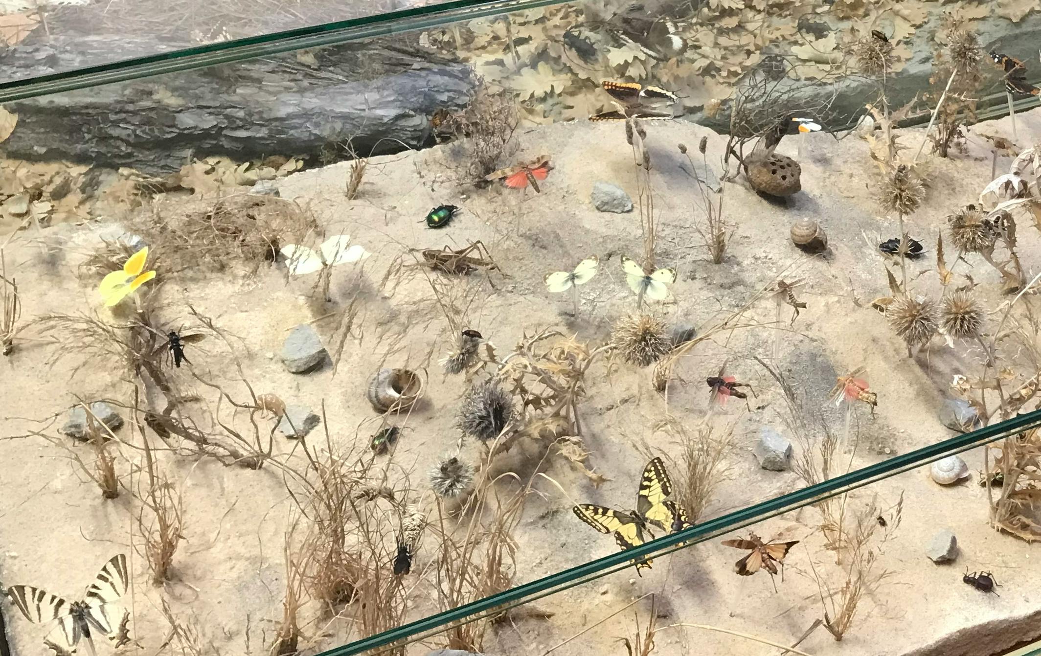 schmetterlingssammlung in einem naturkundlichen museum: ein schaukasten zeigt unter glas eine sandige "landschaft" mit trockenen gräsern, distelblüten und schneckenhäusern, in der verschiedene präparierte schmetterlinge drapiert sind (das foto habe ich im museum requien in avignon aufgenommen ) / butterfly collection in a museum of natural history: a sandy "landscape" in a showcase of glass is decorated with dried grass, snail shells and distle blossoms. different types of butterfly specimens have been pinned into it. (i took this photograph in museum requien, avignon)