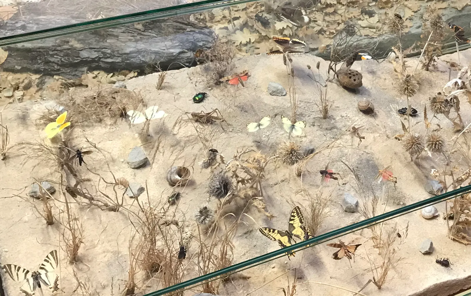 schmetterlingssammlung in einem naturkundlichen museum: ein schaukasten zeigt unter glas eine sandige "landschaft" mit trockenen gräsern, distelblüten und schneckenhäusern, in der verschiedene präparierte schmetterlinge drapiert sind (das foto habe ich im museum requien in avignon aufgenommen ) / butterfly collection in a museum of natural history: a sandy "landscape" in a showcase of glass is decorated with dried grass, snail shells and distle blossoms. different types of butterfly specimens have been pinned into it. (i took this photograph in museum requien, avignon)