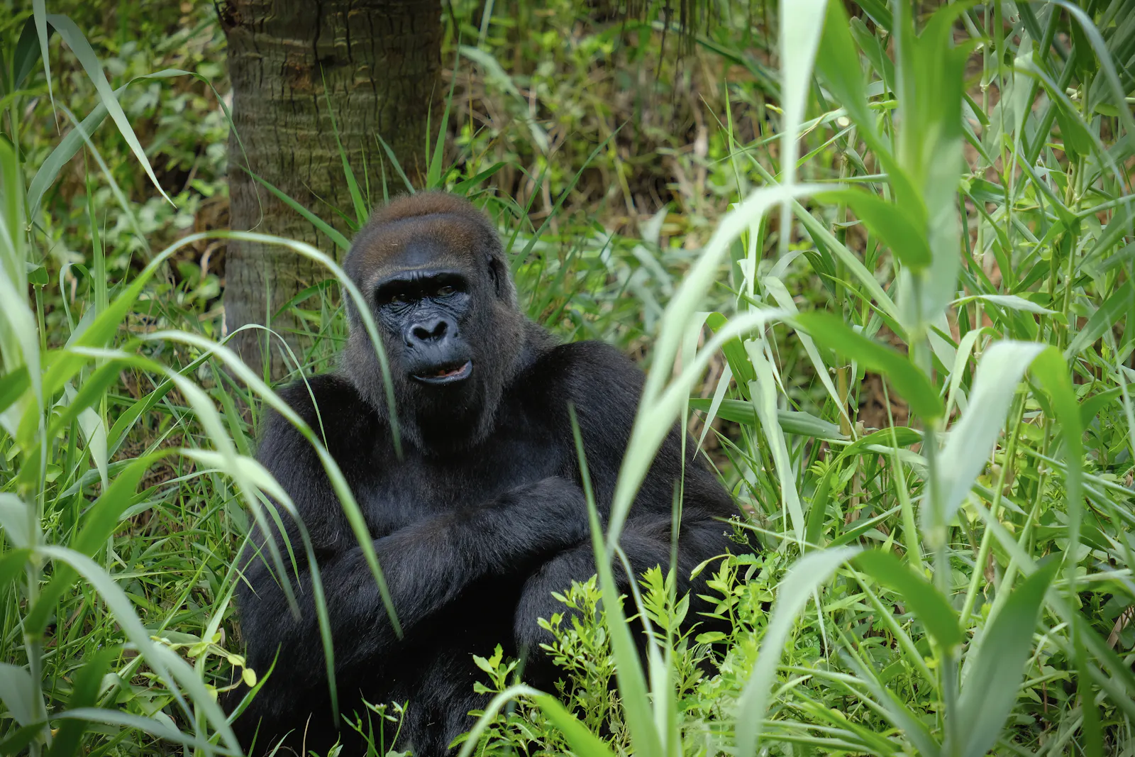 Ein Flachlandgorilla im Gras: Einige junge männliche Westliche Flachlandgorillas bilden
Junggesellengruppen, innerhalb derer sich ein komplexes
Netzwerk homosexueller Beziehungen ausbilden kann