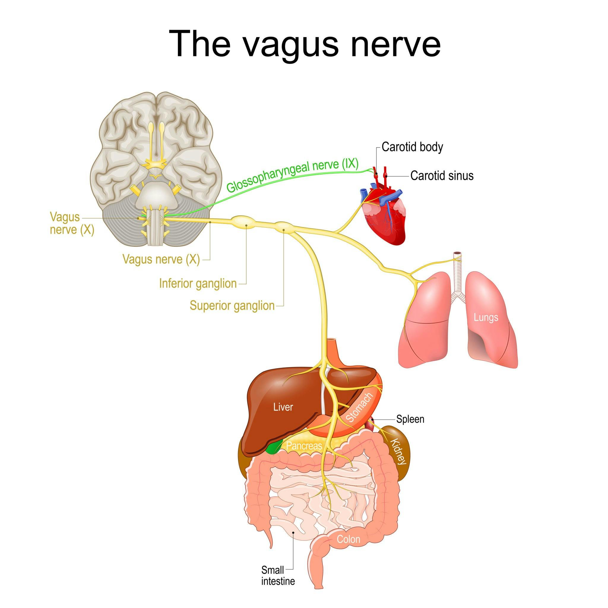 Es beschreibt den Zusammenhang zwischen Vagus-Nerv und Gehirn, Atmung, Herzschlag und Verdauungssystem.