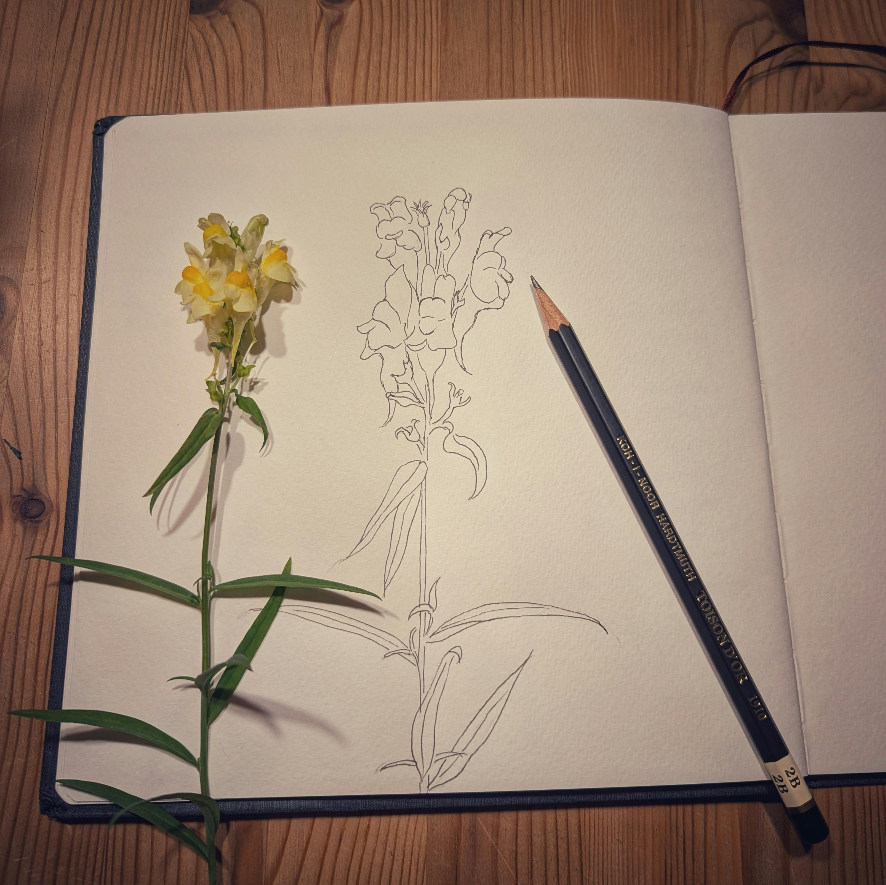 Zeichnung von einer gelben Blüte neben einer Bleistiftzeichnung in einem Notizbuch