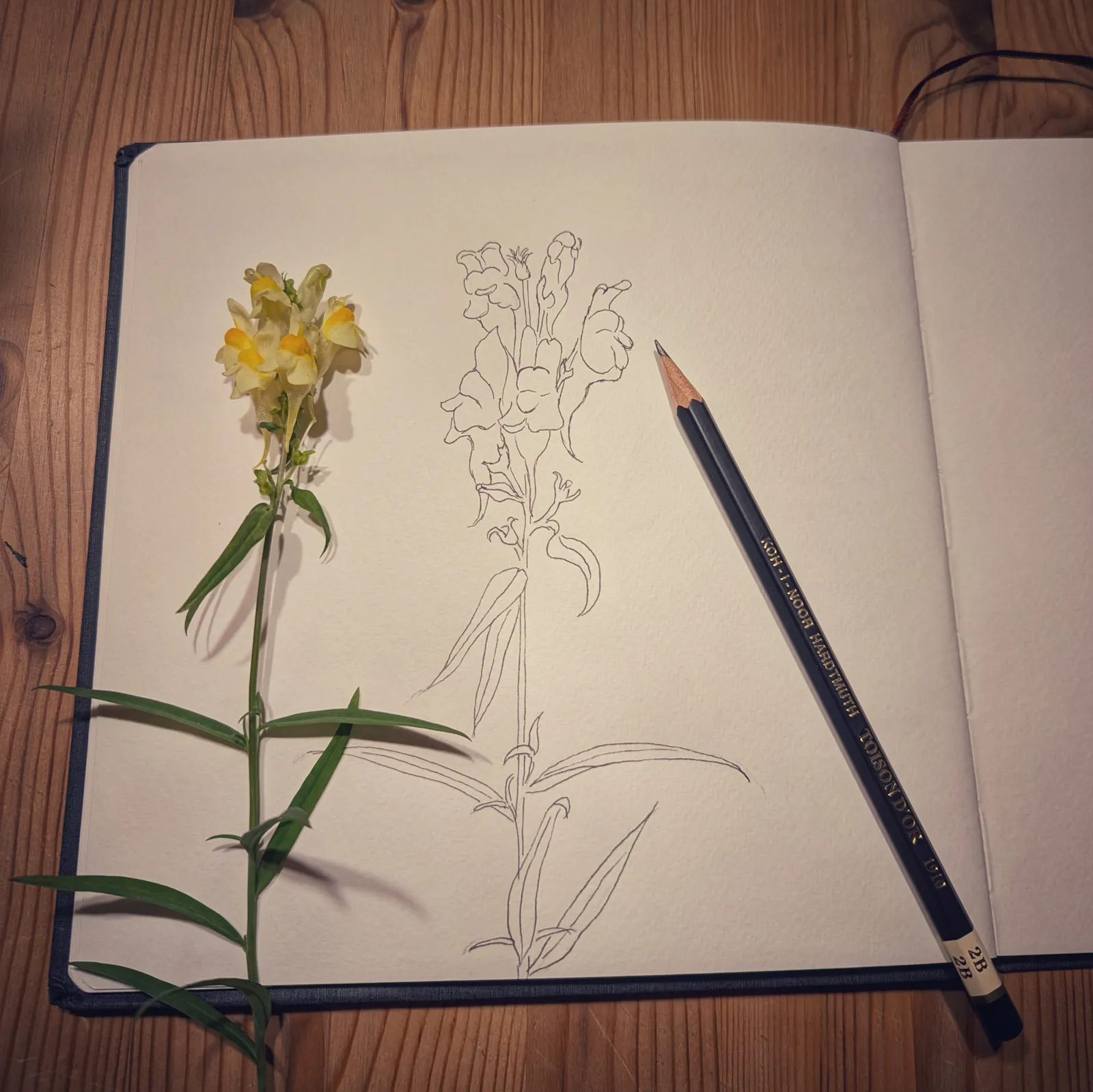 Zeichnung von einer gelben Blüte neben einer Bleistiftzeichnung in einem Notizbuch