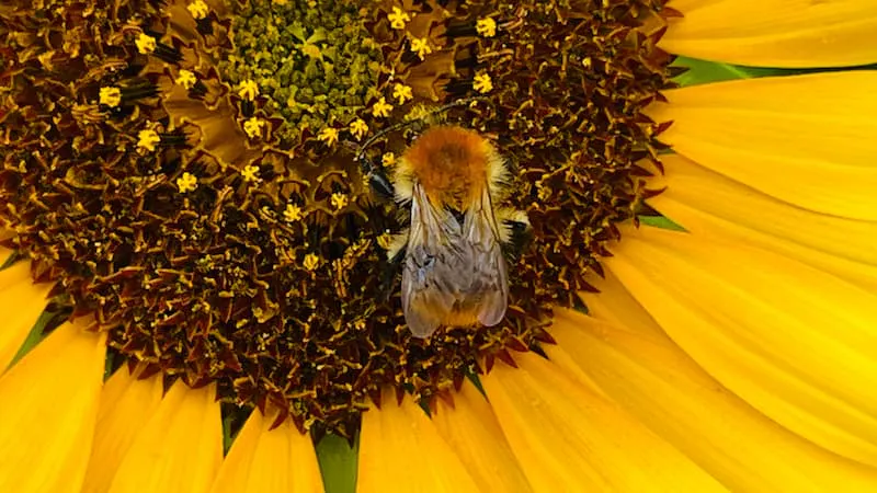 Eine Hummel auf einer Sonnenblume