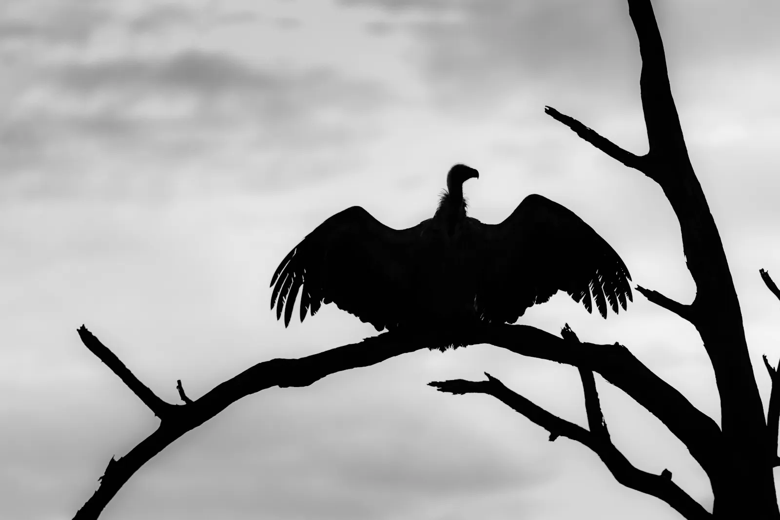 Redcharlie für Unsplash.
