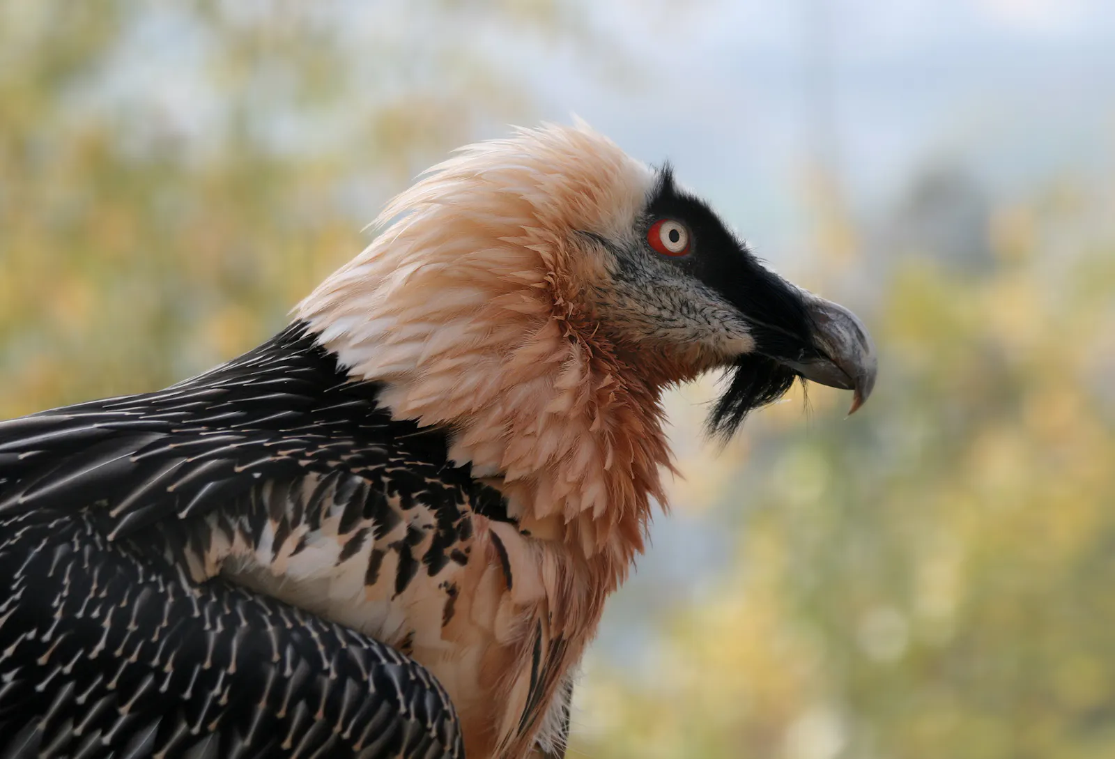 Bartgeier im Profil. Richard Bartz für Wikimedia Commons.