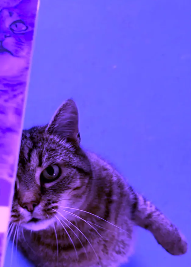 Katze