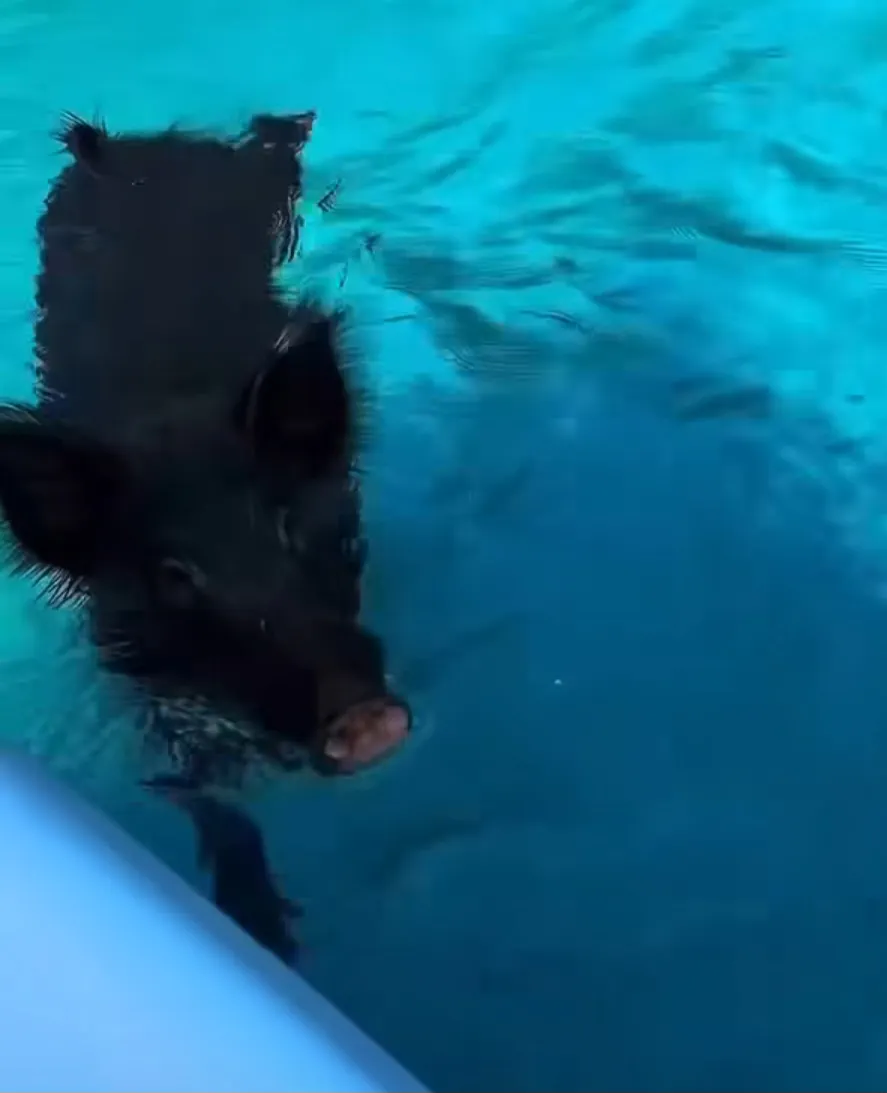Wildschwein im Meer