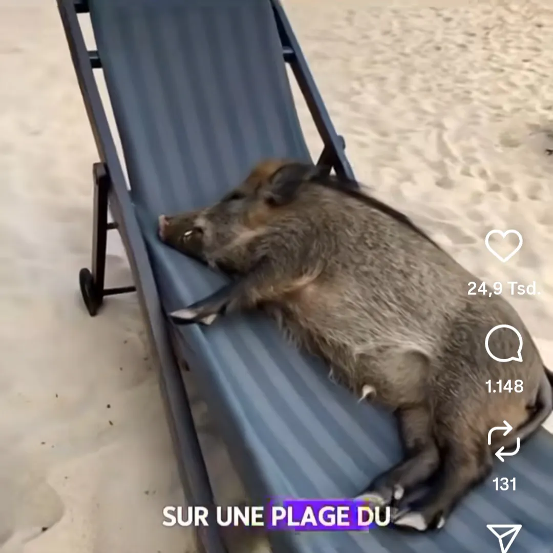 Wildschwein auf Strandliege