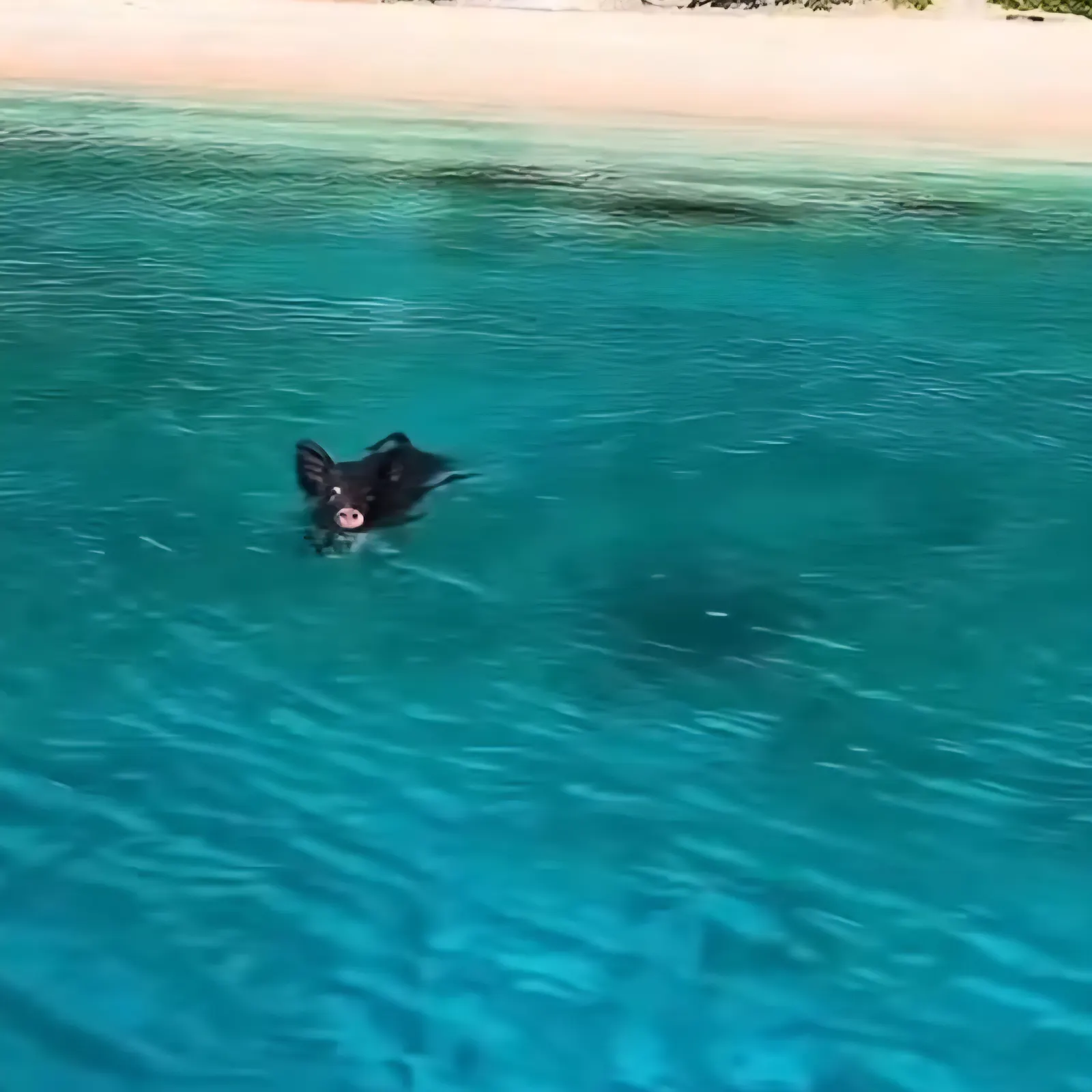 Wildschwein im Meer