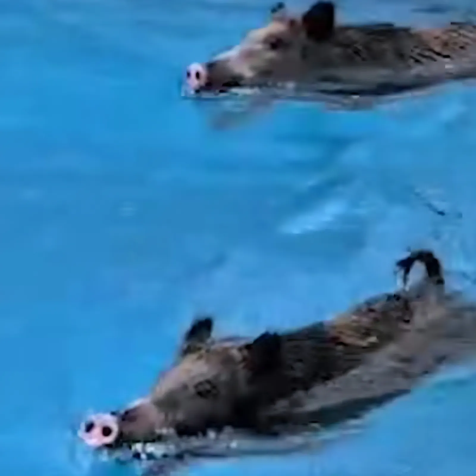 Wildschwein im Pool