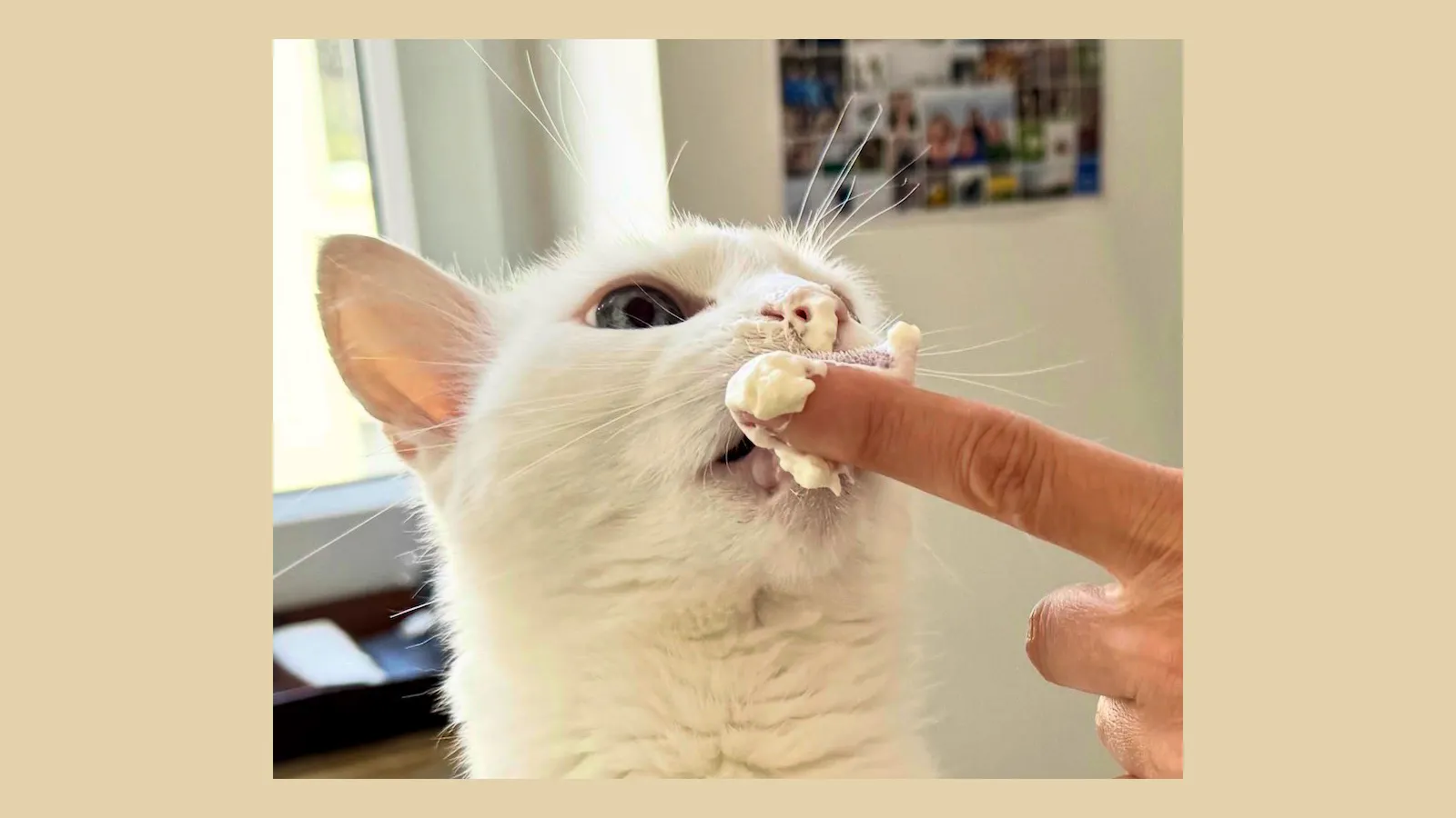 eine weiße Katze schleckt einen Klecks Schlagsahne vom Finger
