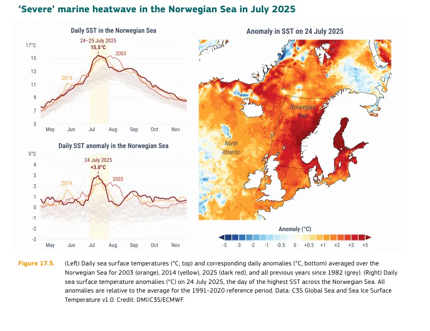Diese Grafik verknüpft die Ozean-Erwärmung direkt mit der Fennoskandinavien-Hitzewelle und macht den Mechanismus sichtbar. Quelle: C3S/ECMWF.