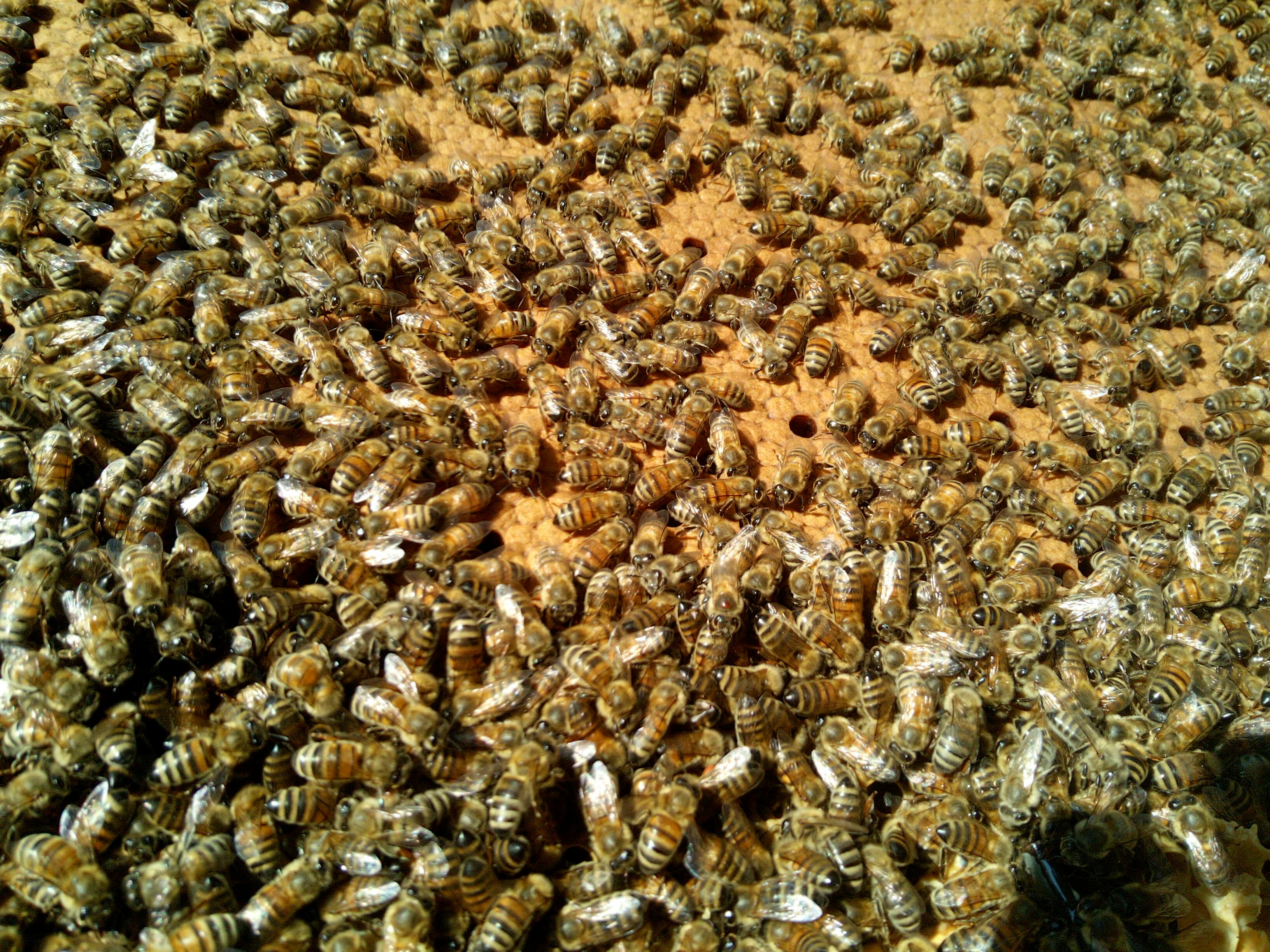 A mass of honeybees on a frame of covered on pale orange brood cells.