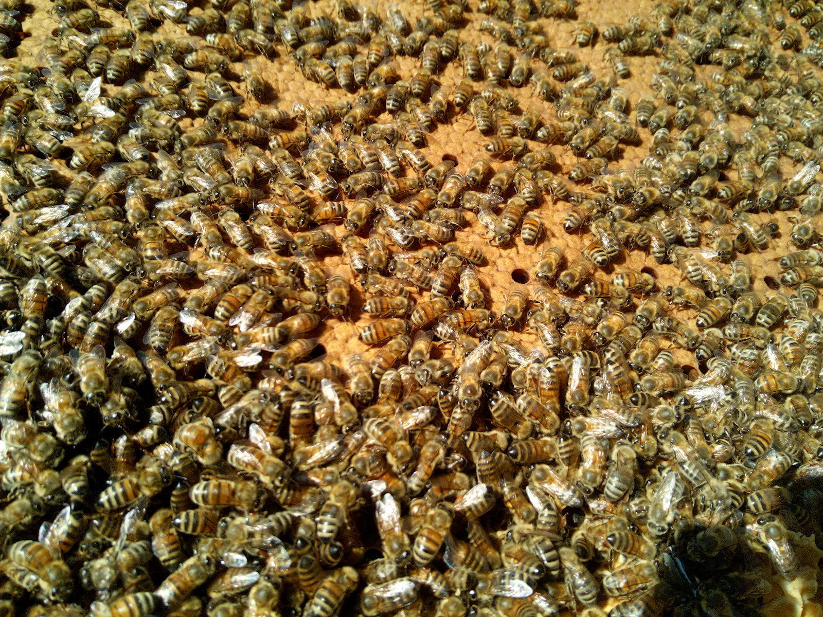 A mass of honeybees on a frame of covered on pale orange brood cells.