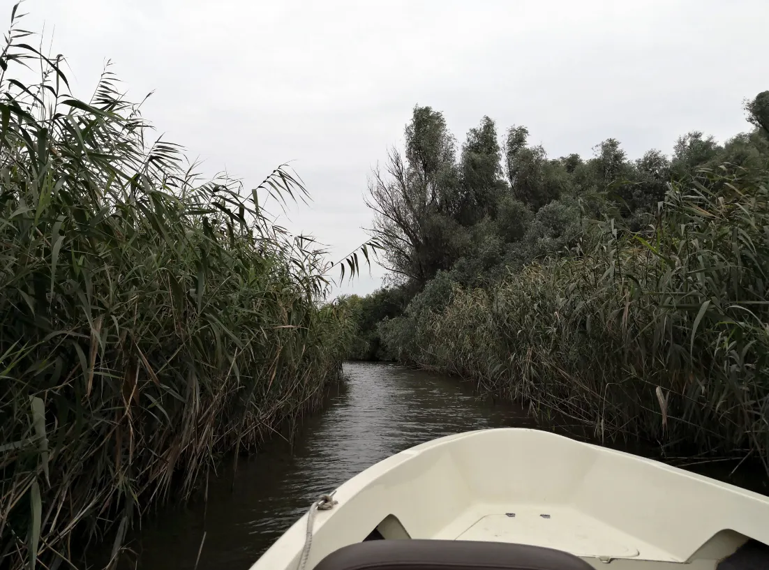 Das Bild stammt aus dem rumänischen Donaudelta und zeigt die vordere Spitze eines Bootes an einem Fluss, an dessen Ufern dichtes Grün zu sehen ist.