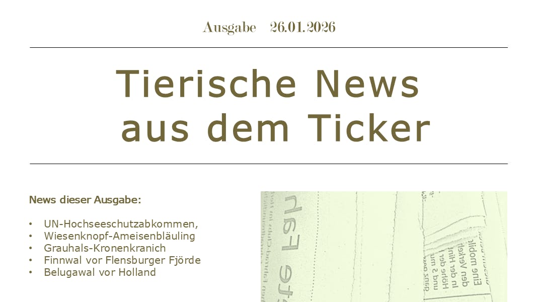 Rubrikbild der Tierischen News aus dem Ticker im Zeitungsstil (1. Seite), Ausgabe 26.1.2026. Links eine Aufzählung der folgenden Themen, rechts ein skizzierter Zeitungsstapel in hellgrün.