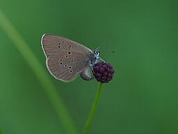 Bläulich-brauner Falter mit schwarzen Punkten auf einem violetten Blütenkopf.