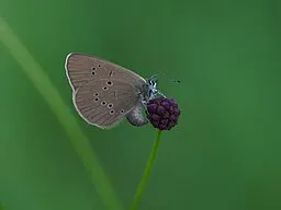 Bläulich-brauner Falter mit schwarzen Punkten auf einem violetten Blütenkopf.