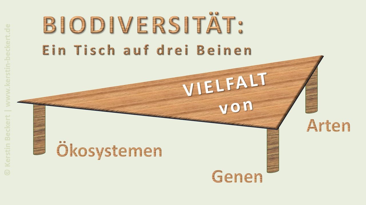 Überschrift: Biodiversität, ein Tisch mit drei Beinen. Gezeigt wird ein brauner, dreieckiger Tisch. Darauf steht "Vielfalt von", den drei Beinen sind zugeordnet: Ökosysteme, Gene, Arten.