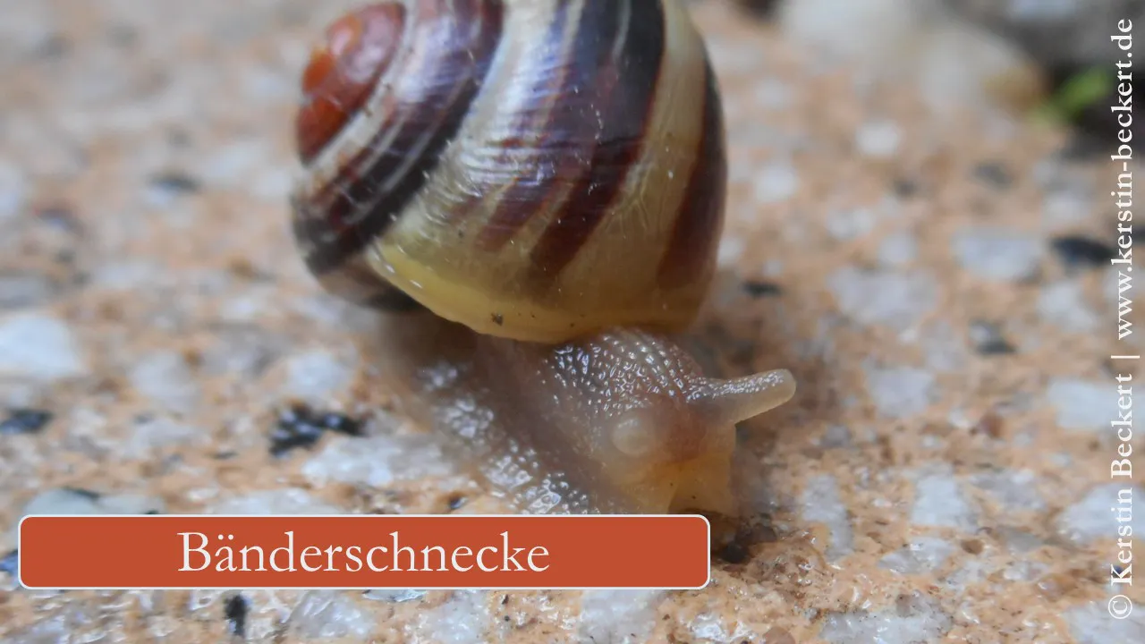 Eine hellbraune Schnecke auf dem Boden. Man sieht die Fühler und das Haus. Es ist beige mit hellbraunen Bändern und ist im Zentrum rotbraun. Der Ausgang ist hell.