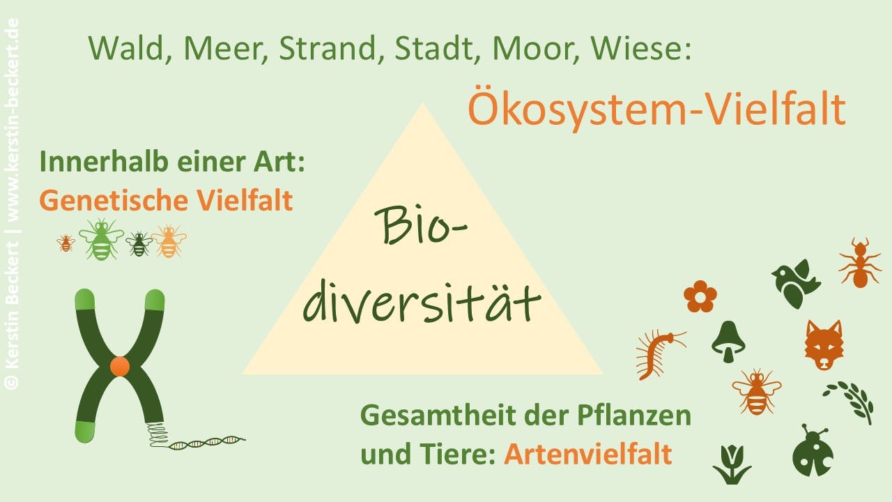 Grafik auf hellgrünem Hintergrund. Mittig ein orangenes Dreieck mit dem Wort Biodiversität. Oben Beispiele für die Ökosysteme: Wald, Meer, Strand, Stadt, Morr, Wiese. Links ein Gen mit DNA-Strang und dem Text: Innerhalb einer Art genetische Vielfalt. Rechts die Gesamtheit der Pflanzen und Tiere. Die Artenvielfalt dargestellt mit diversen Bildchen, etwa Fuchs, Marienkäfer, Ameise, Vogel, Regenwurm, blumen, Gras, Pilz.