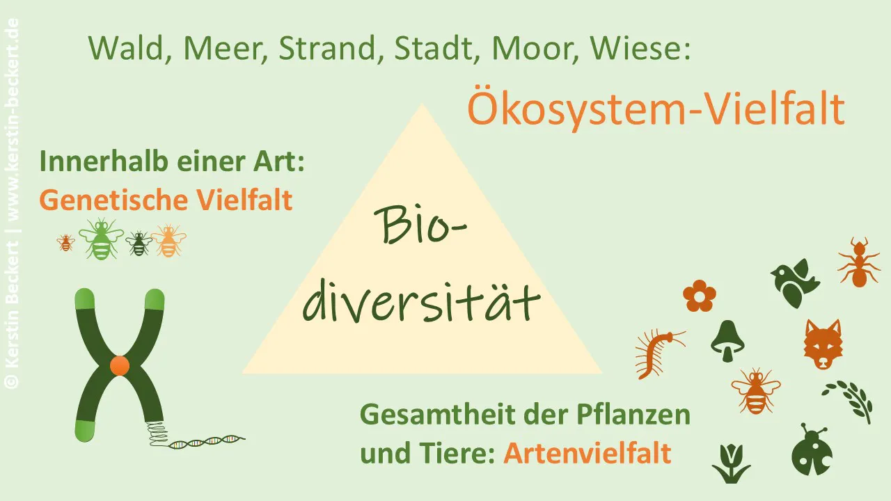 Grafik auf hellgrünem Hintergrund. Mittig ein orangenes Dreieck mit dem Wort Biodiversität. Oben Beispiele für die Ökosysteme: Wald, Meer, Strand, Stadt, Morr, Wiese. Links ein Gen mit DNA-Strang und dem Text: Innerhalb einer Art genetische Vielfalt. Rechts die Gesamtheit der Pflanzen und Tiere. Die Artenvielfalt dargestellt mit diversen Bildchen, etwa Fuchs, Marienkäfer, Ameise, Vogel, Regenwurm, blumen, Gras, Pilz.