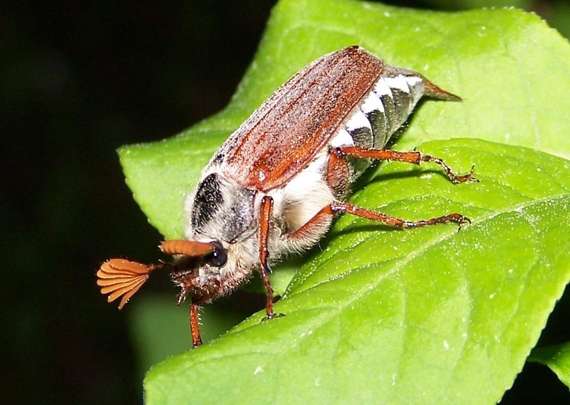 Ein brauner Käfer auf einem grünen Blatt.