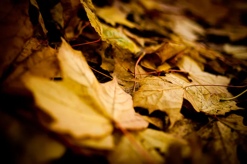Leaf litter by Jamie Boyd
