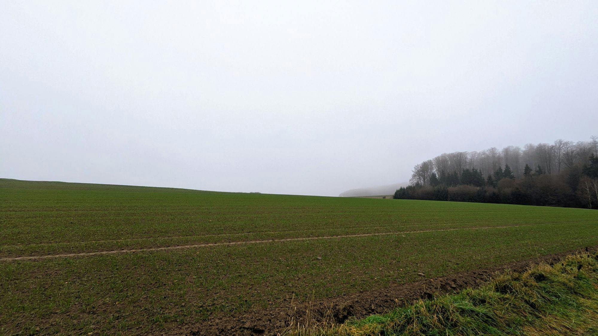 Ein Feld auf einer Höhe. Rechts verschwinden die Bäume des Waldes im Nebel. Über allem spannt sich ein grauer Himmel.