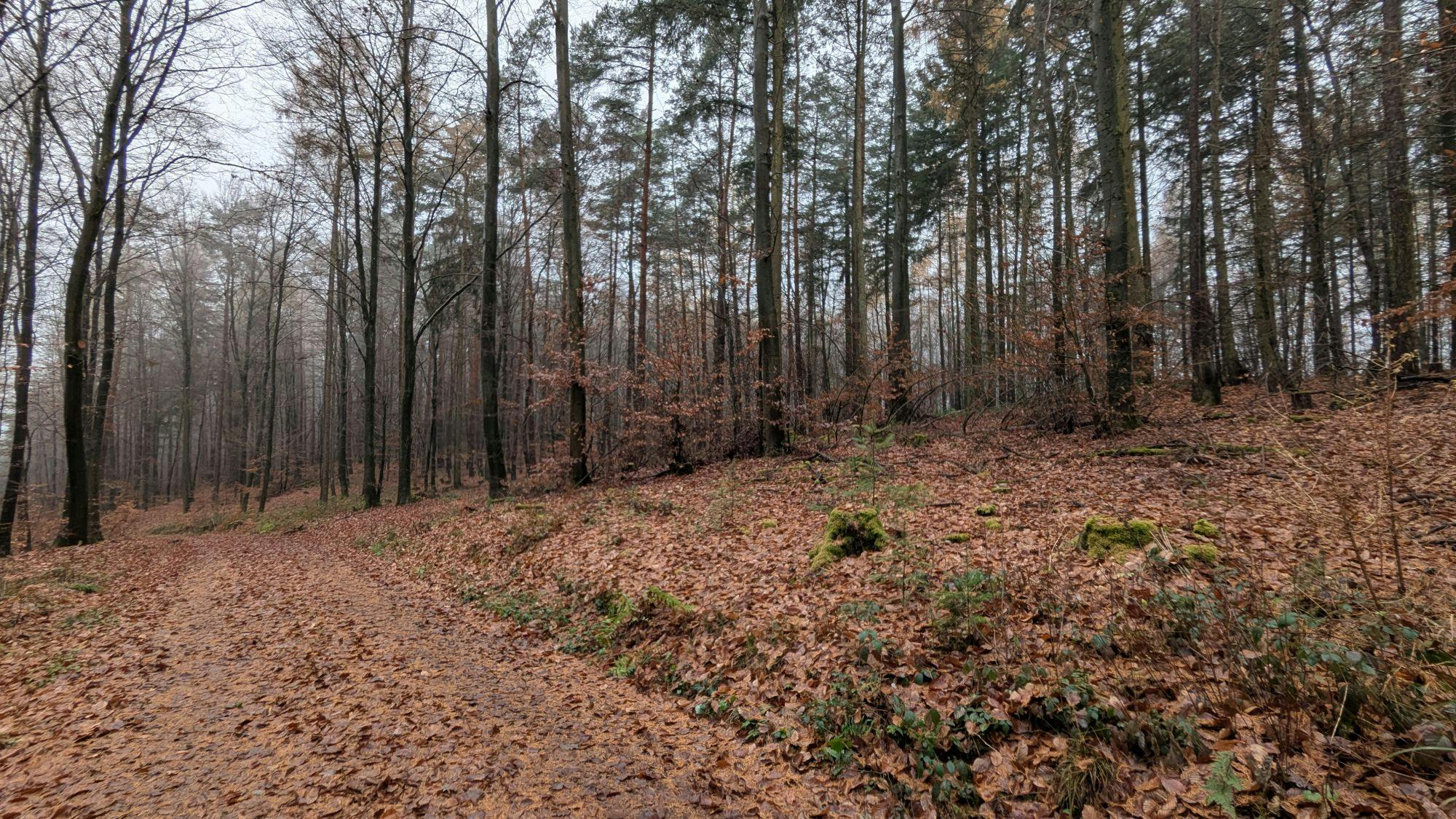 Ein herbstlicher Waldweg, bedeckt von braunen Blättern. Er führt durch Kiefern und entlaubte Bäume hindurch.