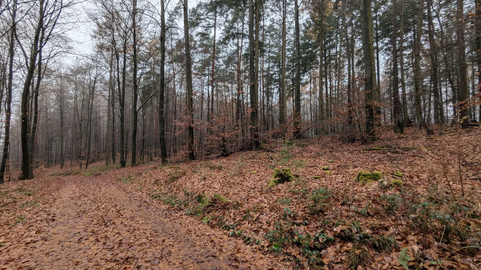 Ein herbstlicher Waldweg, bedeckt von braunen Blättern. Er führt durch Kiefern und entlaubte Bäume hindurch.