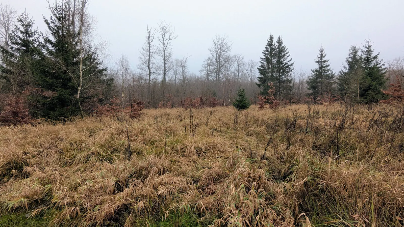 Eine Lichtung im Wald unter grauem Himmel, bewachsen mit gelbem Farn und Gras, im Hintergrund Fichten, Birken und andere entlaubte Bäume.