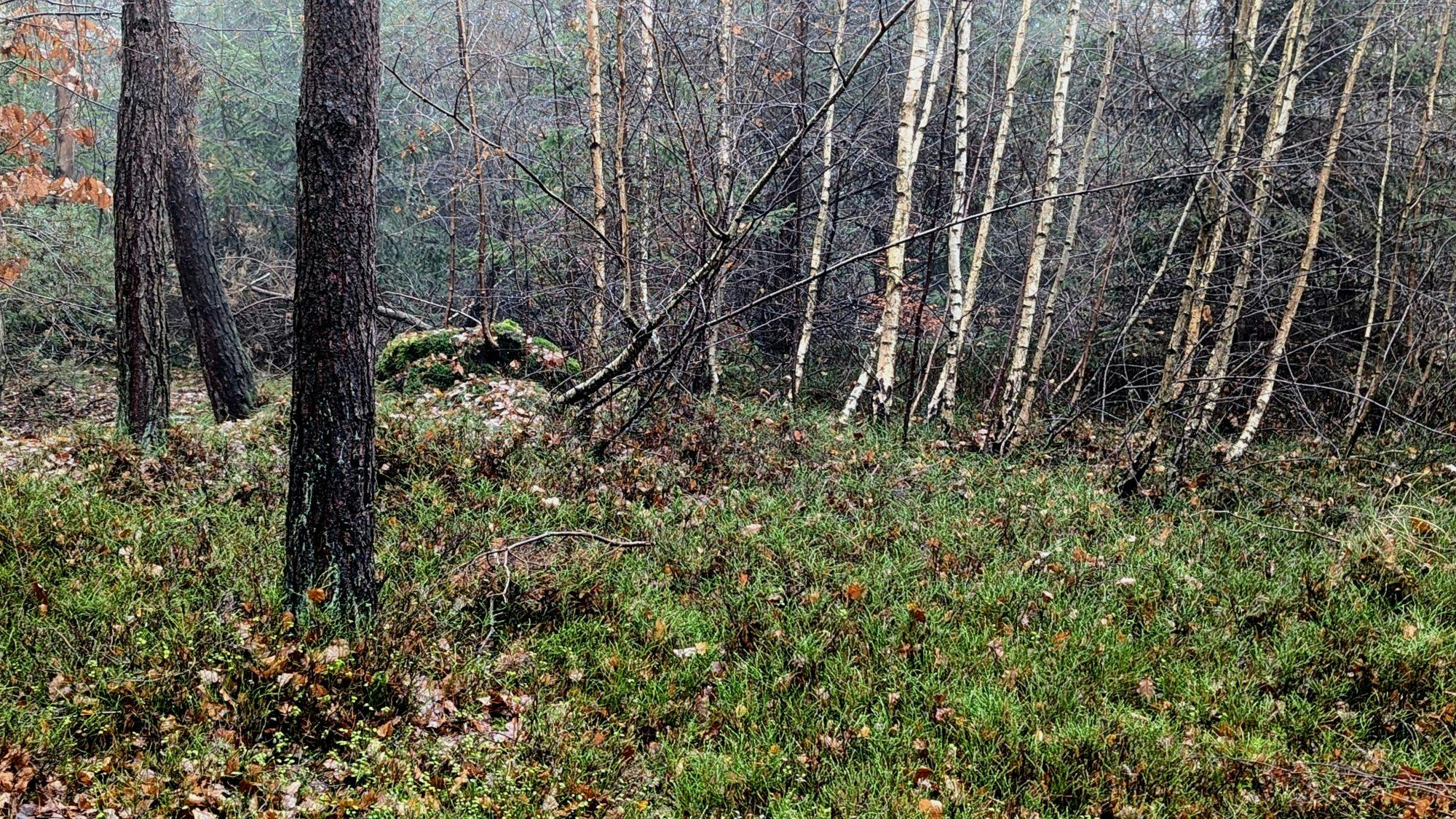 Ein grünbewachsener Waldboden. Links sind die Stämme von Fichten, im Hintergrund von jungen Birken zu sehen.