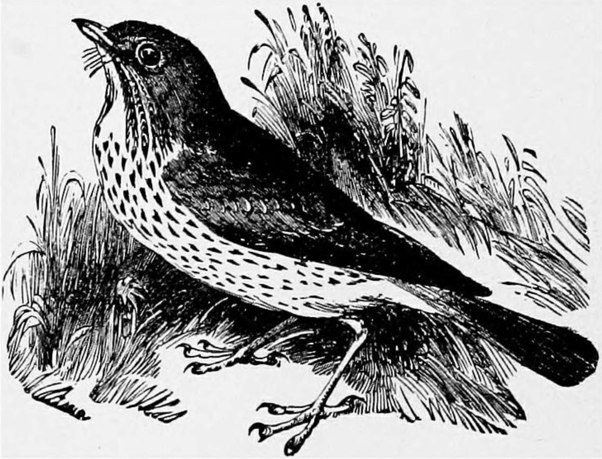 Song thrush, from J.G. Wood's Popular Natural History, 1885