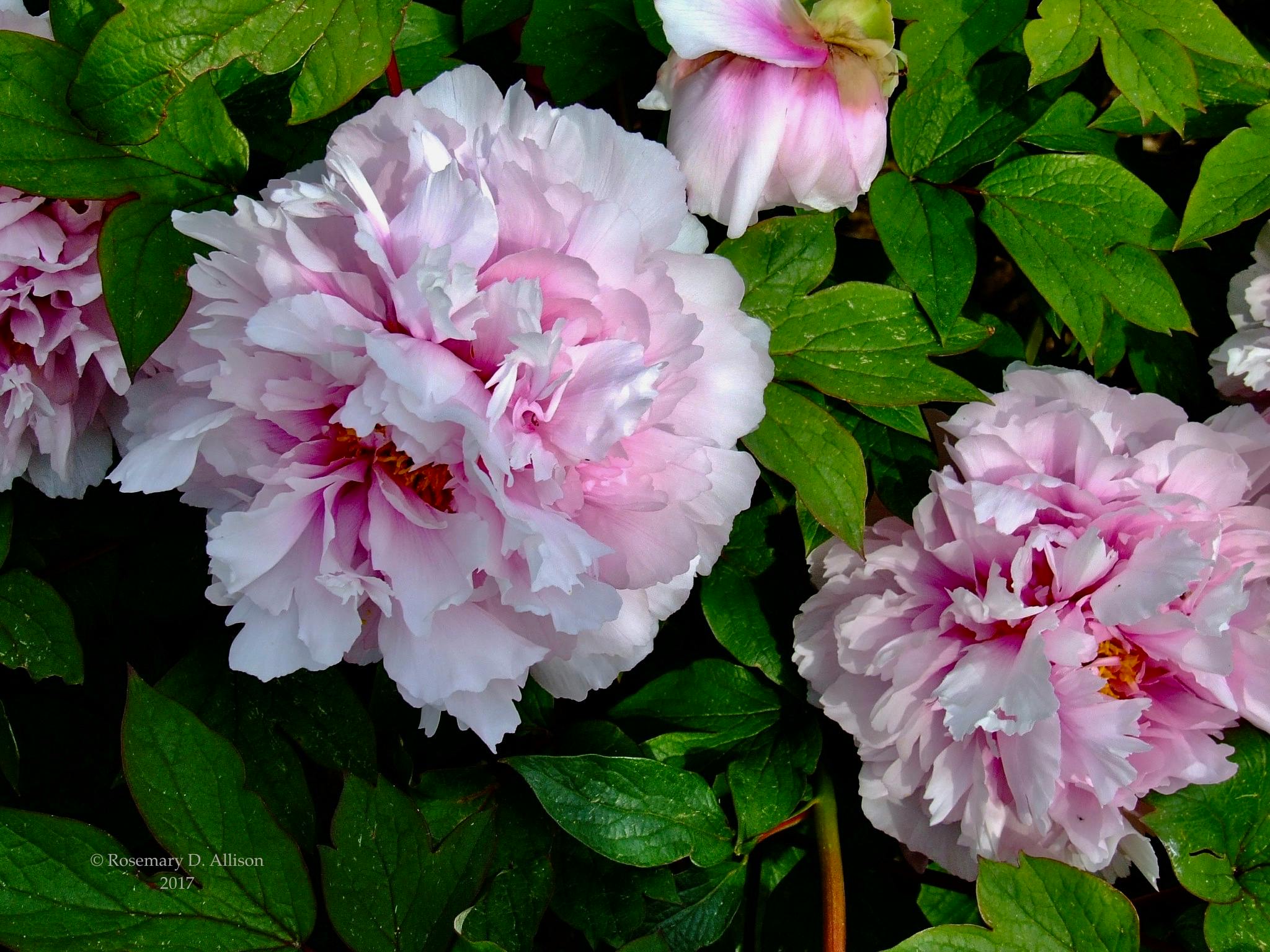 A close up of pink peonies growing among their green leaves