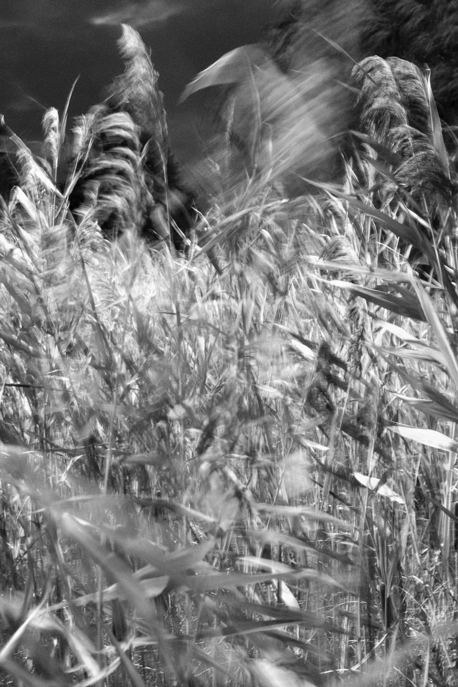 A grainy black and white photograph of the reeds in Parc Jarry, Montréal, getting swept in the wind.