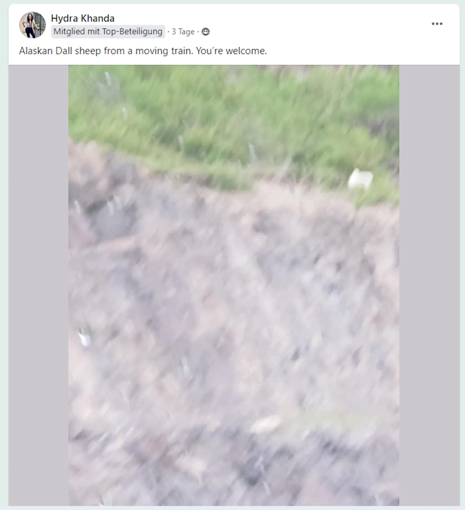 Screenshot eines Posts mit Bild. Auf dem Bild verwackelter grauer Boden mit etwas Wiese. Post: "Alaskan Dall sheep from a moving traing. You're welcome."