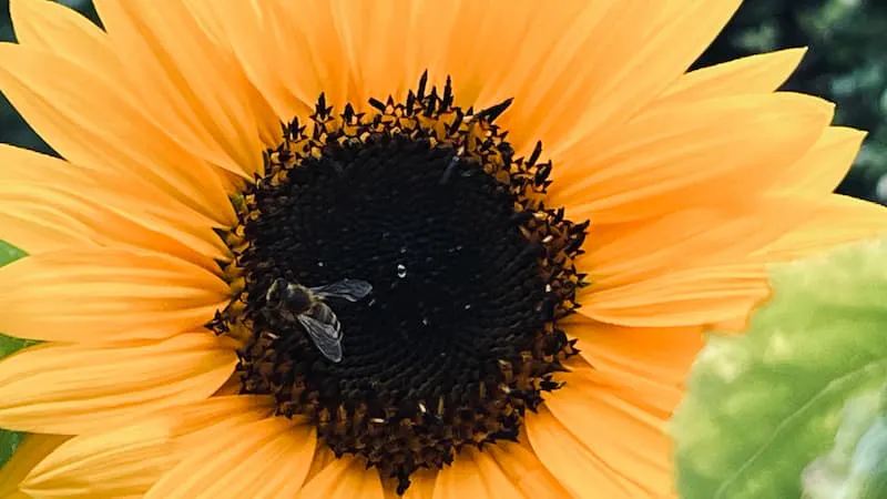 Eine Wespe an einer Sonnenblume