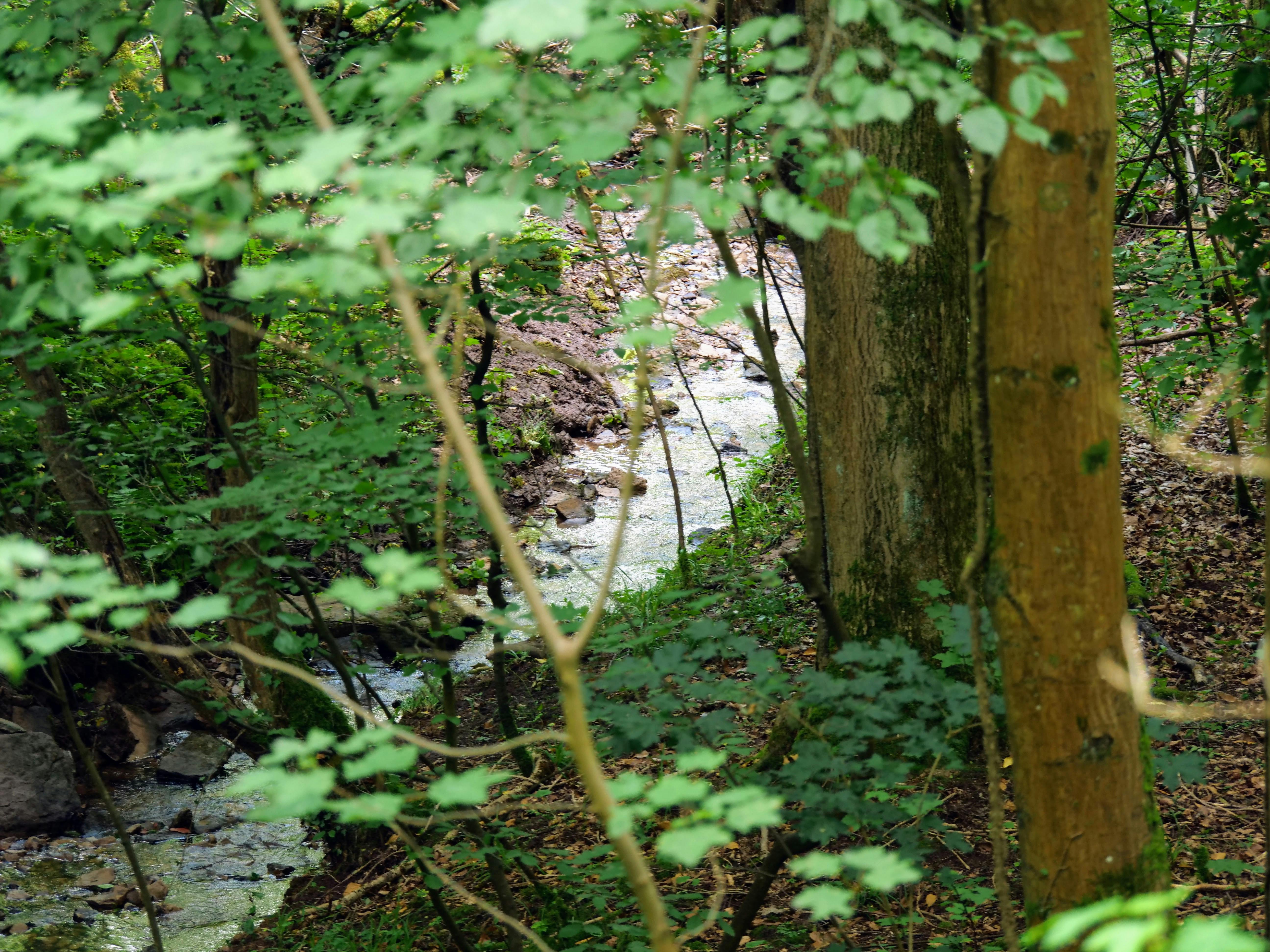 Der Dürrbach oberhalb von Stuttgart-Rohracker. Foto: Jürgen Brand