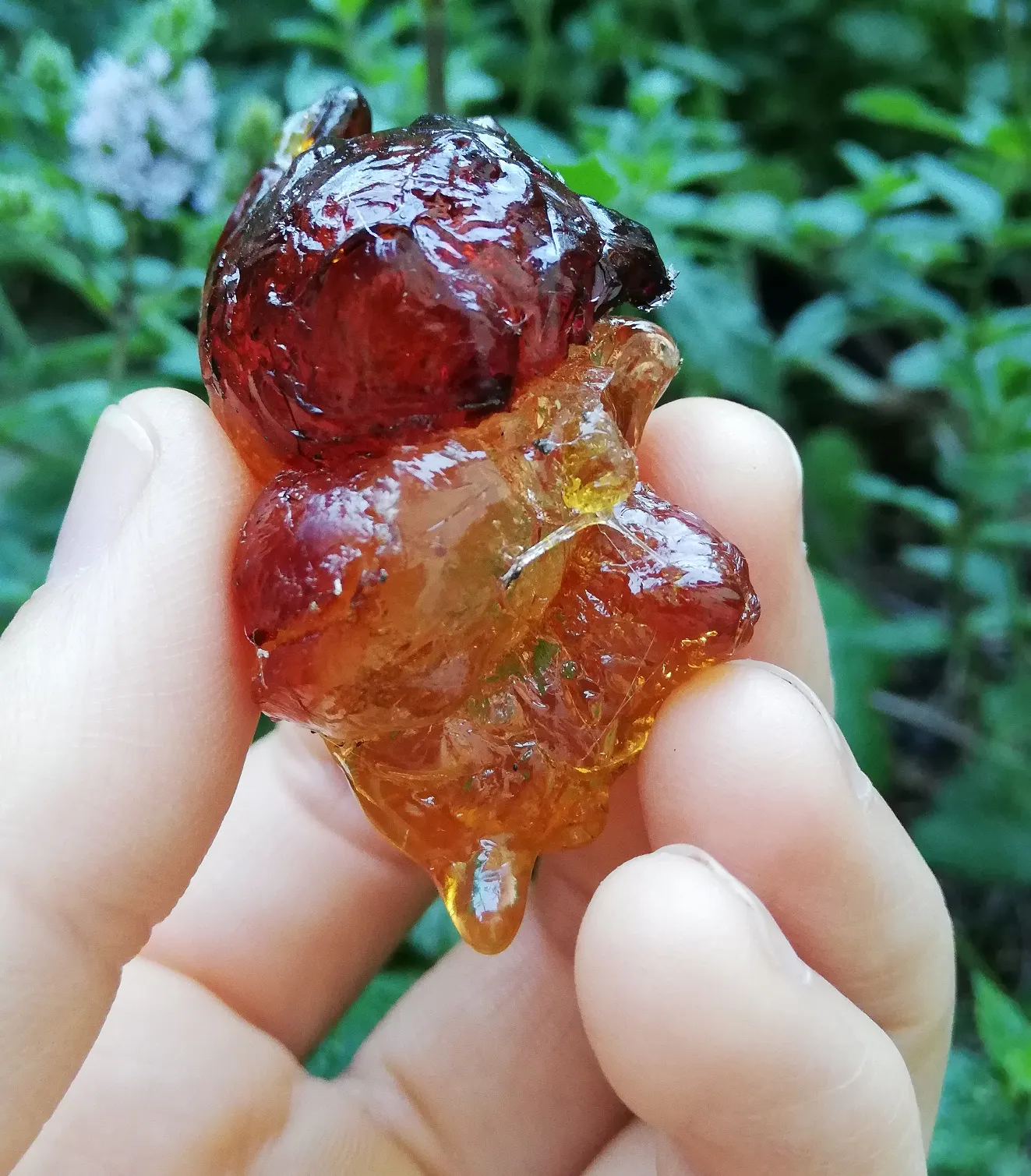 Kirschgummi