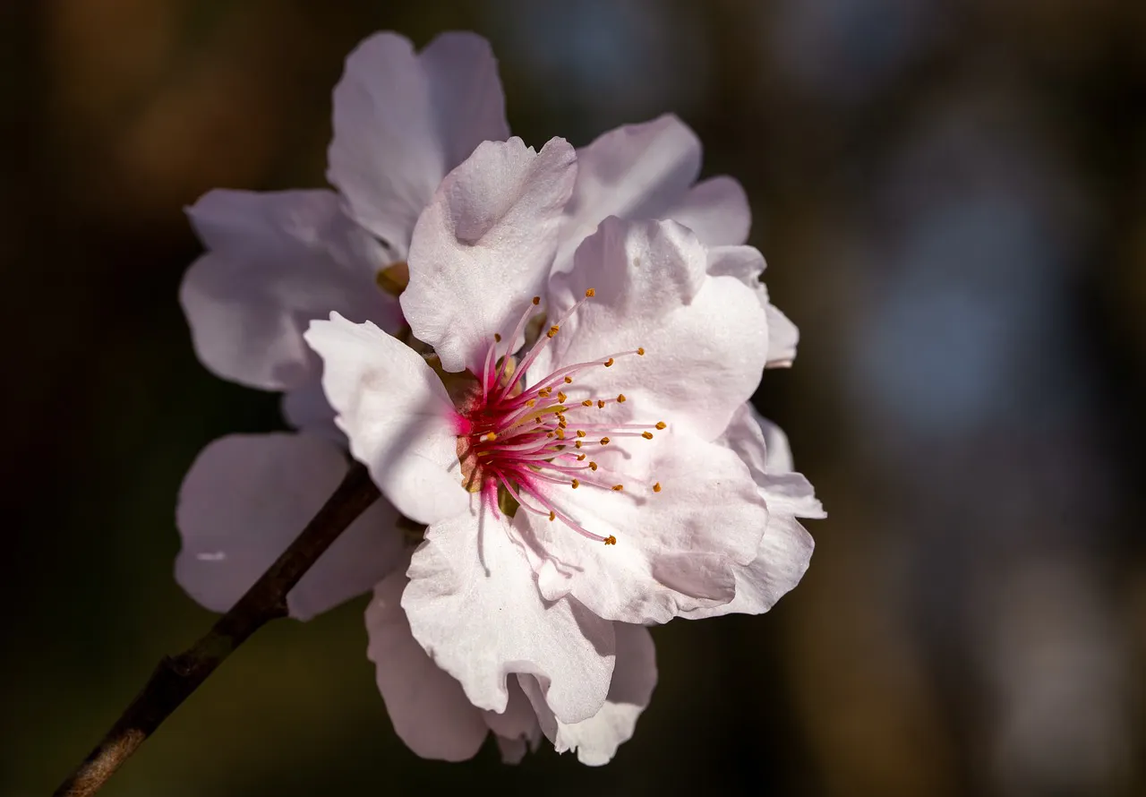 Kirschblüten