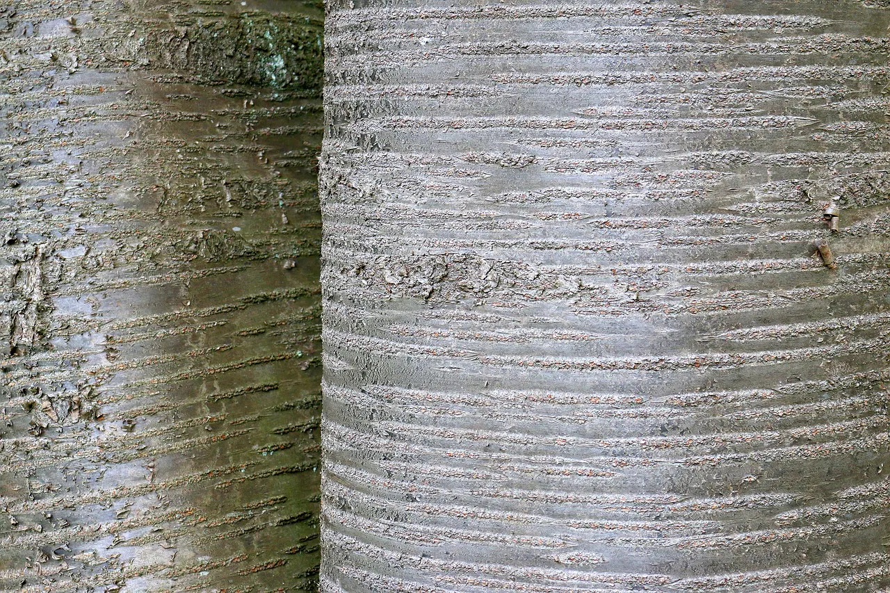 Die Rinde des Kirschbaums