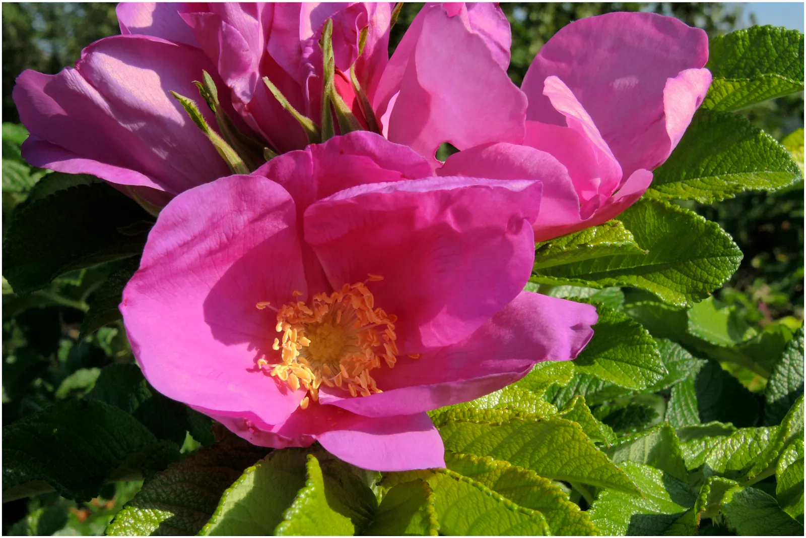 Eine pinke Wildrosenblüte