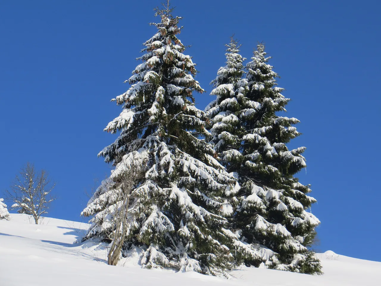 Fichten im Schnee