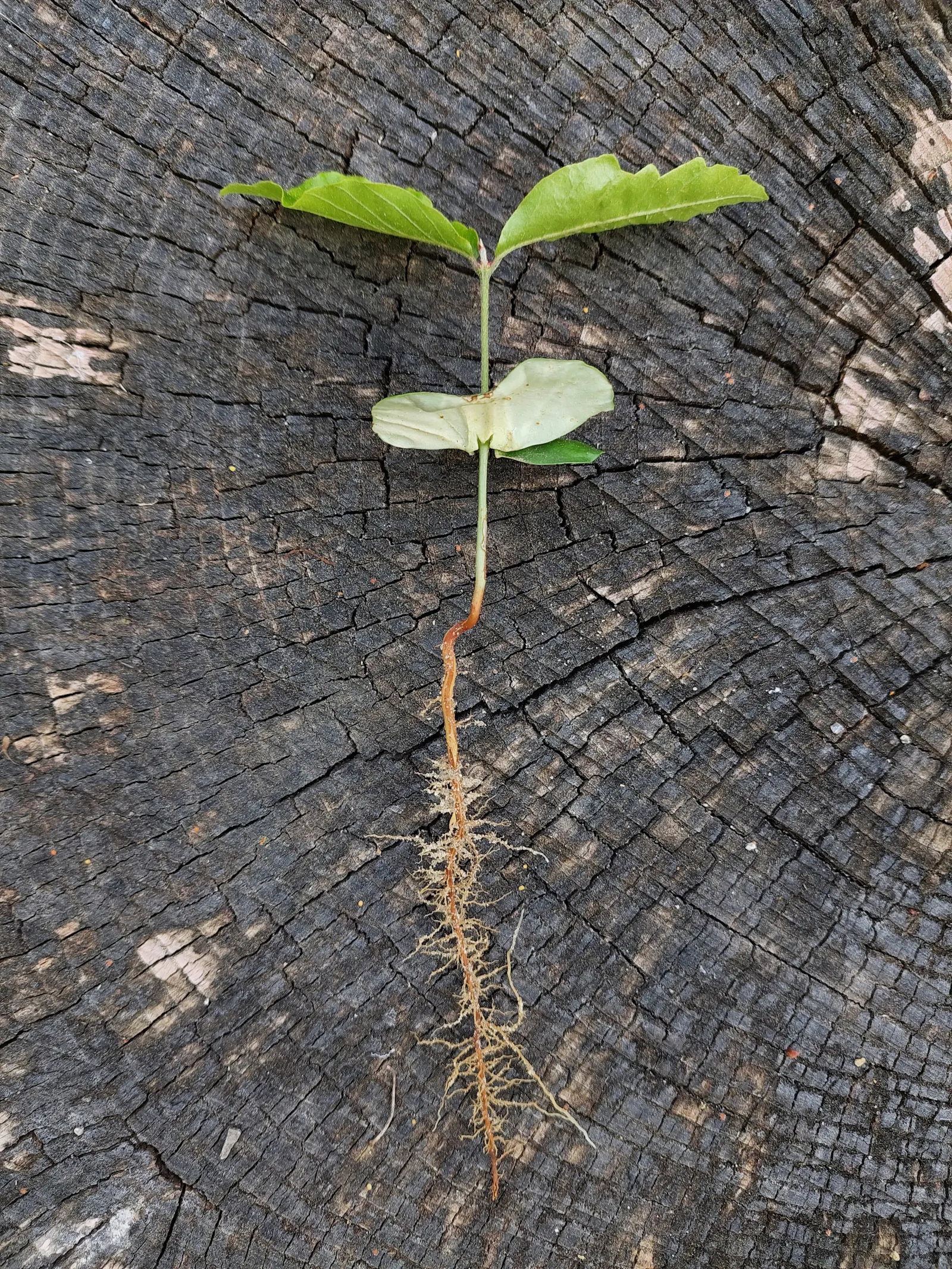 Rotbuche