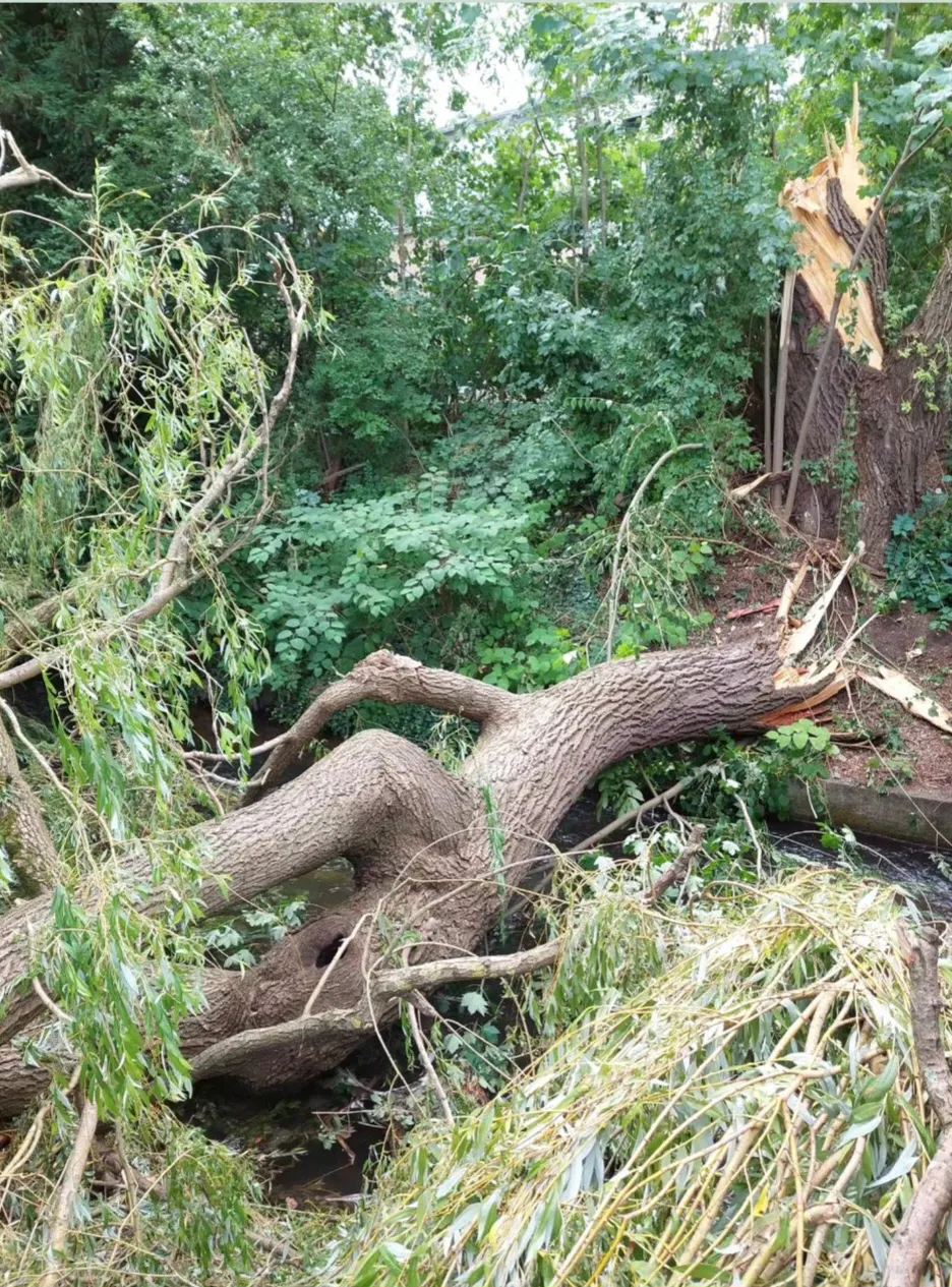 Weide, umgestürzt beim Sommersturm