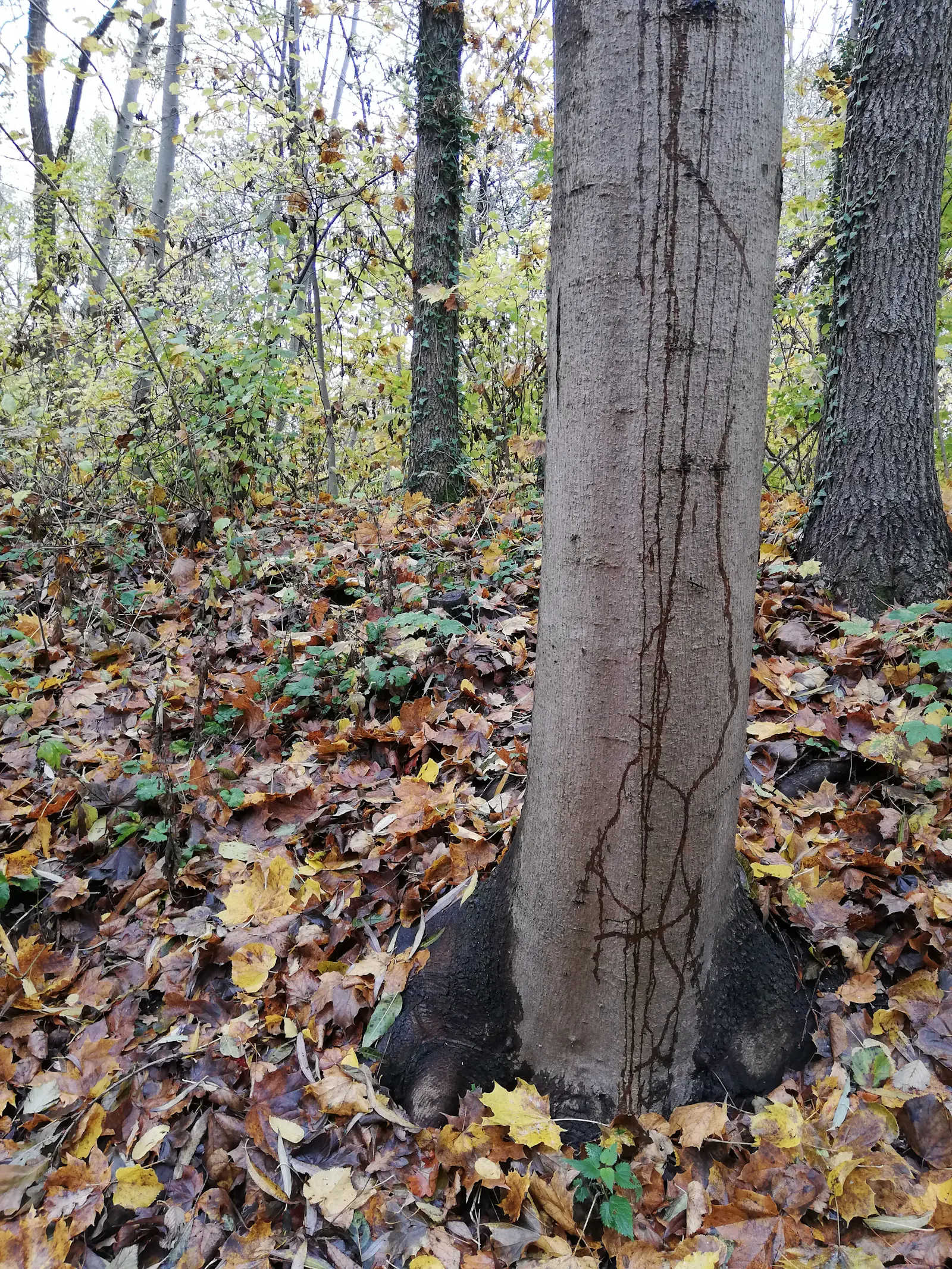 Laubbaum mit Regenwasser