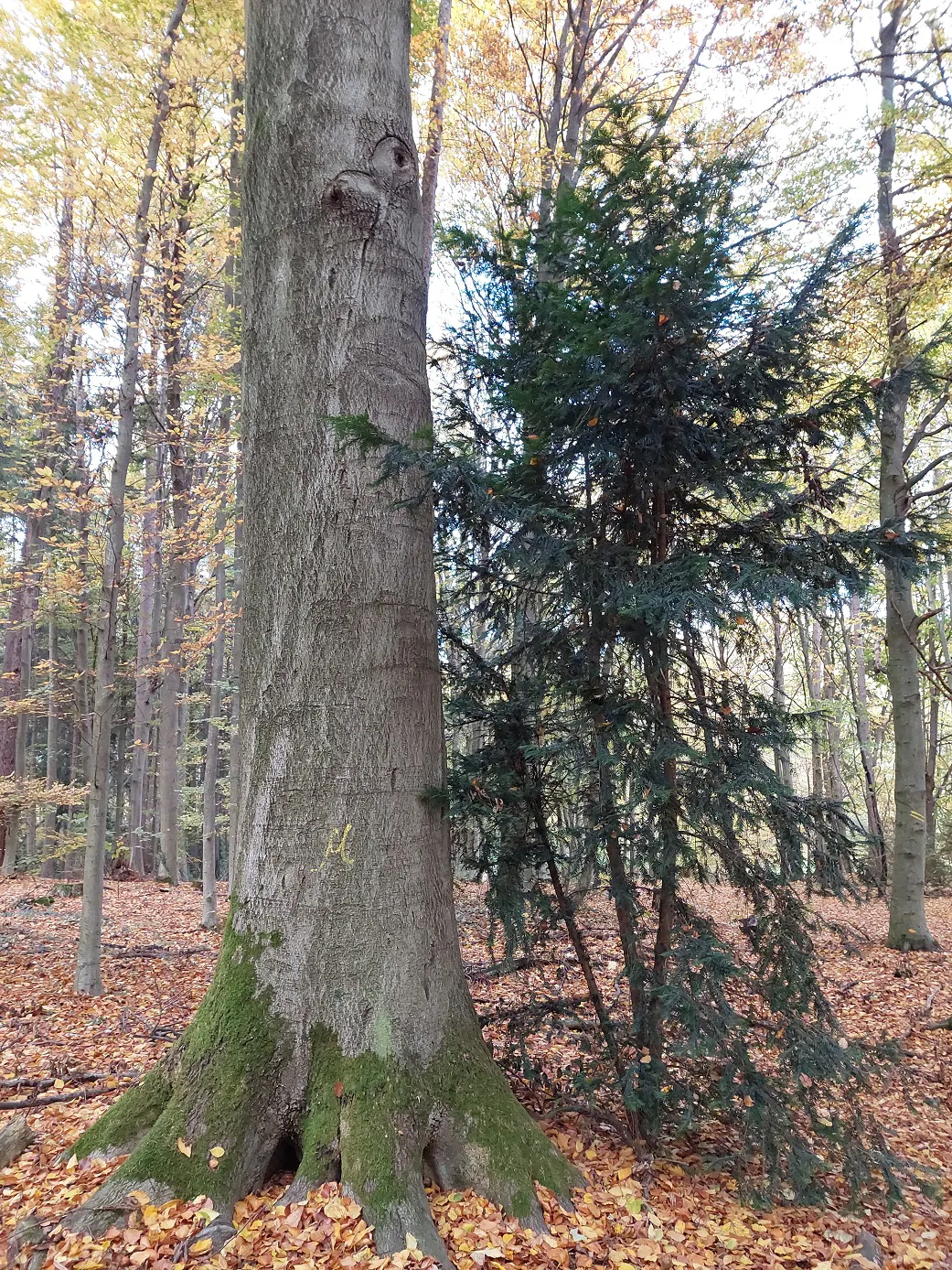 Rotbuche und Eibe