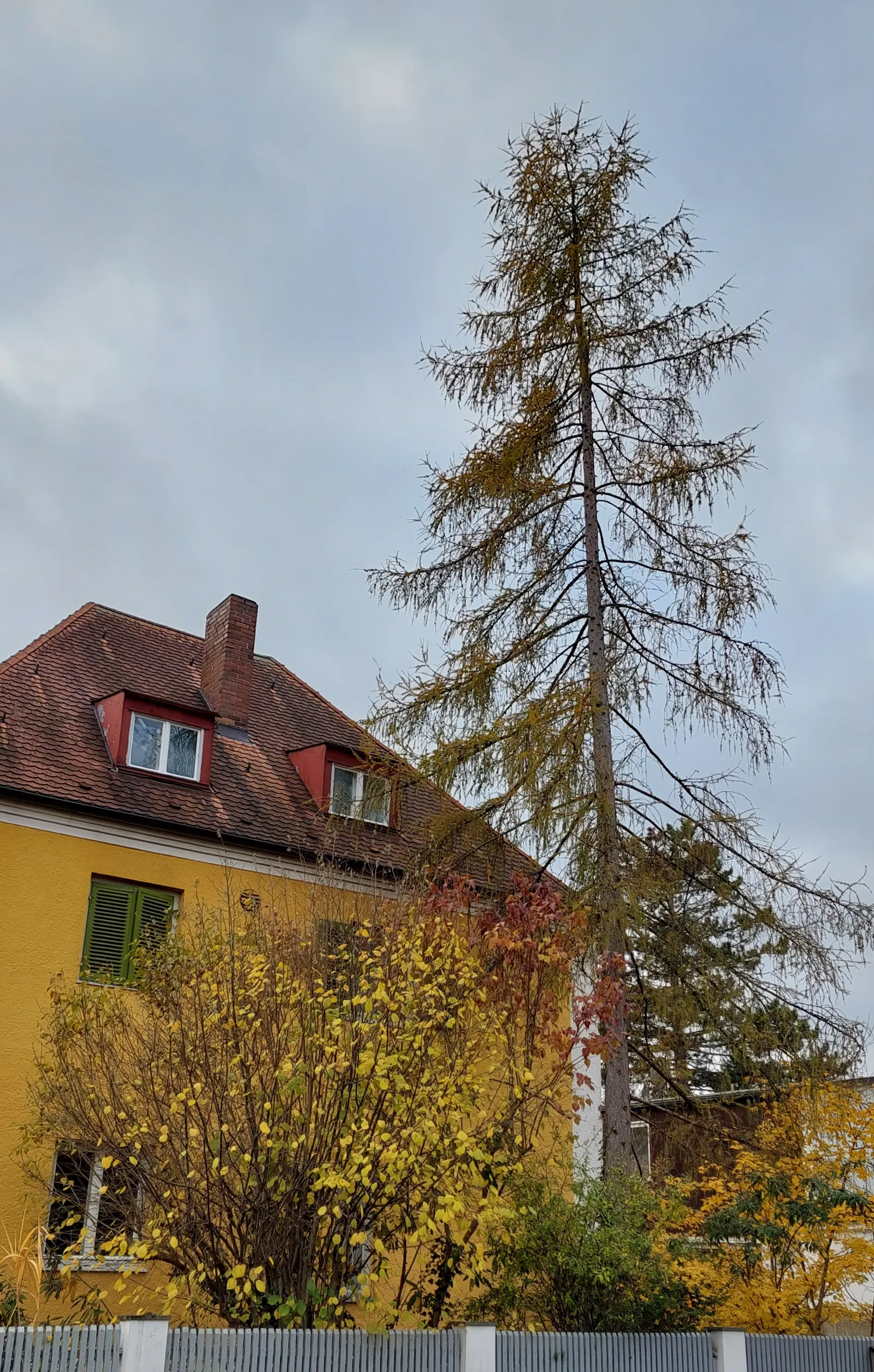 Lärche im Herbstkleid